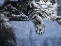 Сакура девочка мейн кун - VDALA.PRO