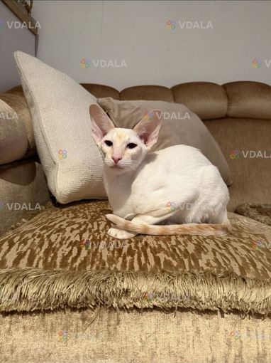 Оріентал. Кошеня. Кошеня оріентала - VDALA.PRO