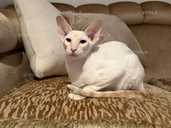 Оріентал. Кошеня. Кошеня оріентала - VDALA.PRO - 1