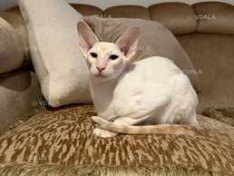 Оріентал. Кошеня. Кошеня оріентала - VDALA.PRO