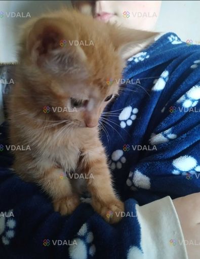 Отдадим веселых котя девочку и мальчика в добрые руки - VDALA.PRO
