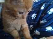 Отдадим веселых котя девочку и мальчика в добрые руки - VDALA.PRO - 1