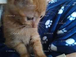 Отдадим веселых котя девочку и мальчика в добрые руки - VDALA.PRO