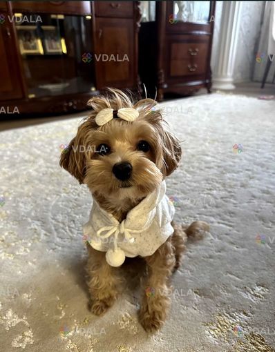 Продам Мальтипу F1 девочка - VDALA.PRO