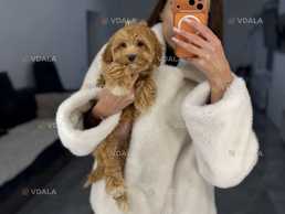 Мальтипу девочка ф1 беби фейс - VDALA.PRO