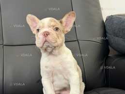 Французский бульдог девочка - VDALA.PRO