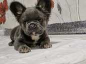 Французский бульдог Флаффи! - VDALA.PRO - 1