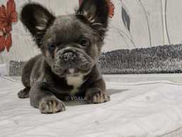 Французский бульдог Флаффи! - VDALA.PRO