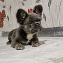 Французский бульдог Флаффи! - VDALA.PRO - 2