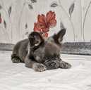 Французский бульдог Флаффи! - VDALA.PRO - 3