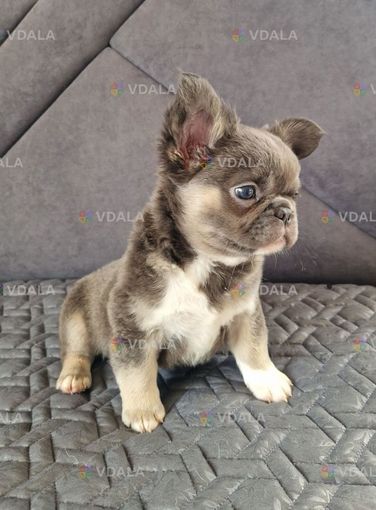 Французький бульдог флаффі - VDALA.PRO