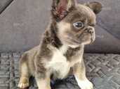 Французький бульдог флаффі - VDALA.PRO - 1