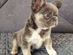 Французький бульдог флаффі - VDALA.PRO