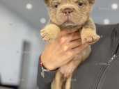 Французский бульдог мальчик флаффи - VDALA.PRO - 1