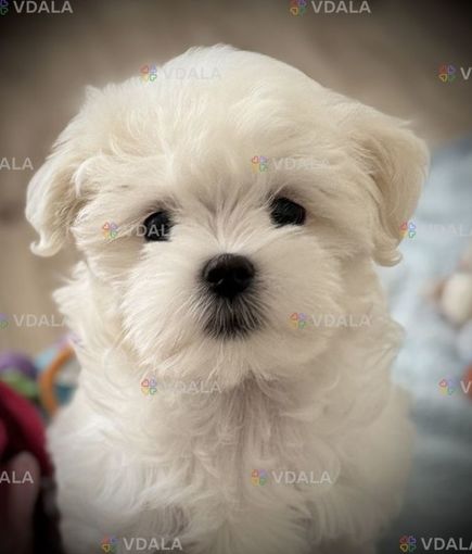 Мальтезе мальчики и девочки - VDALA.PRO