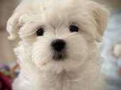 Мальтезе мальчики и девочки - VDALA.PRO - 1