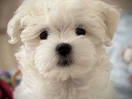 Мальтезе мальчики и девочки - VDALA.PRO