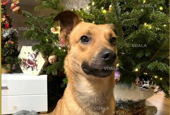 віддам собаку рудий молодий хлопець - VDALA.PRO