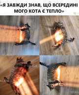 Кастрація кота на дому Дніпро Ветеринар Дніпро - VDALA.PRO
