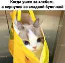 Кастрація кота на дому Дніпро Ветеринар Дніпро - VDALA.PRO - 4