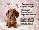 Кастрація кота на дому Дніпро Ветеринар Дніпро - VDALA.PRO - 5