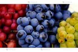 Черенки винограду для щеплення та вкорінення - VDALA.PRO