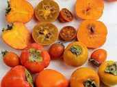 Черенки хурми для щеплення та вкорінення - VDALA.PRO - 1