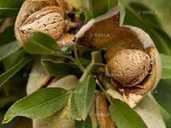 Черенки мигдаля солодкого для щеплення та вкорінення - VDALA.PRO - 1