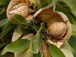 Черенки мигдаля солодкого для щеплення та вкорінення - VDALA.PRO