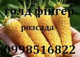 Полуниця сорту Голд фінгер, ремонтантна(розсада копанка) - VDALA.PRO