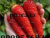 Полуниця сорту Амалія ремонтантна(розсада копанка) - VDALA.PRO - 1