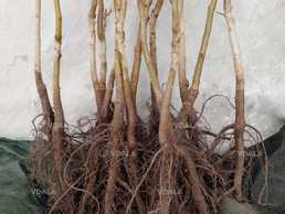 Саджанці та черенки для щеплення горіха Пекан - VDALA.PRO