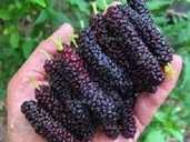 Черенки Китайської шовковиці для щеплення або вкорінення Черенки Китайської шовковиці для щеплення або вкорінення - VDALA.PRO - 1