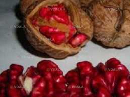 Сажанці та черенки горіха сорту Роберт Лівермор(червоний) - VDALA.PRO