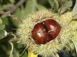 Каштан європейський(їстівний)саджанці та черенки - VDALA.PRO