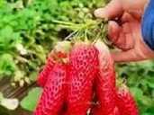 Полуниця ремонтантна гронового плодоношення Виноградне диво(розсада) Полуниця ремонтантна гронового плодоношення Виноградне диво(розсада) - VDALA.PRO - 1