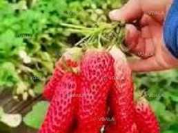 Полуниця ремонтантна гронового плодоношення Виноградне диво(розсада) - VDALA.PRO