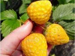 Полуниця ампельна (каскадна)жовтоплодна сорту Ананасова - VDALA.PRO