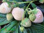 Полуниця ампельна (каскадна) біла сорт Либідь Полуниця ампельна (каскадна) біла сорт Либідь - VDALA.PRO - 1