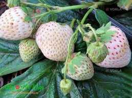 Полуниця ампельна (каскадна) біла сорт Либідь - VDALA.PRO