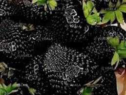 Полуниця ампельна (каскадна)чорноплодна сорту Мавр - VDALA.PRO