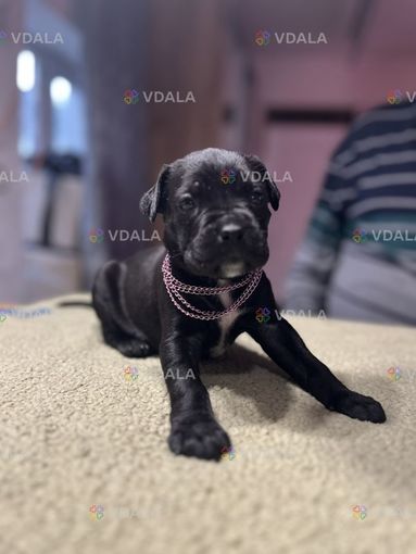 Чужові породисті діти кане корсо шукають люблячу родину - VDALA.PRO