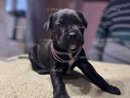 Чужові породисті діти кане корсо шукають люблячу родину - VDALA.PRO