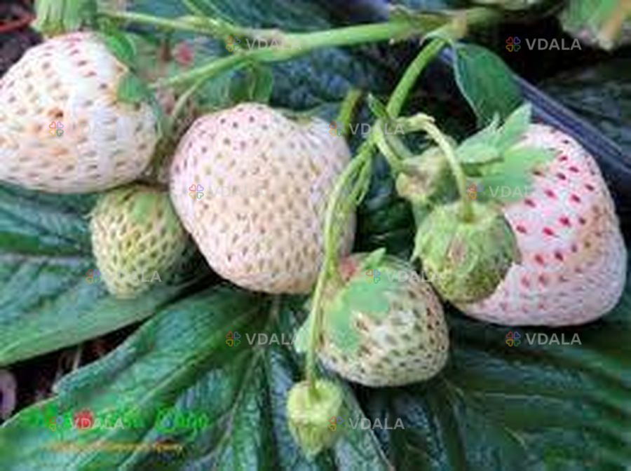 Полуниця ампельна (каскадна) біла сорт Либідь Полуниця ампельна (каскадна) біла сорт Либідь - VDALA.PRO