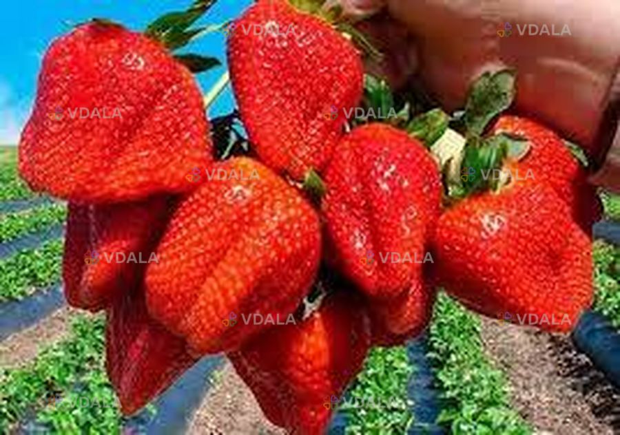 Полуниця ампельна (каскадна) сорт Тоскана Полуниця ампельна (каскадна) сорт Тоскана - VDALA.PRO