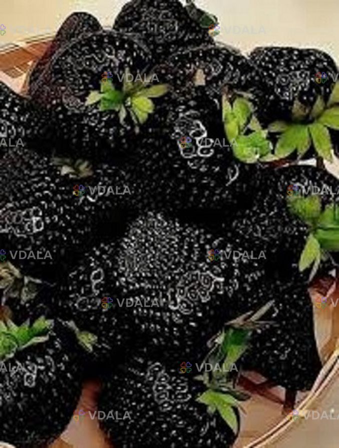 Полуниця ампельна (каскадна)чорноплодна сорту Мавр Полуниця ампельна (каскадна)чорноплодна сорту Мавр - VDALA.PRO