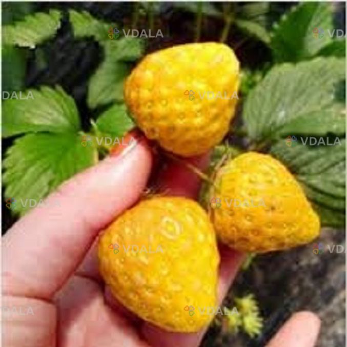 Полуниця ампельна (каскадна)жовтоплодна сорту Ананасова Полуниця ампельна (каскадна)жовтоплодна сорту Ананасова - VDALA.PRO