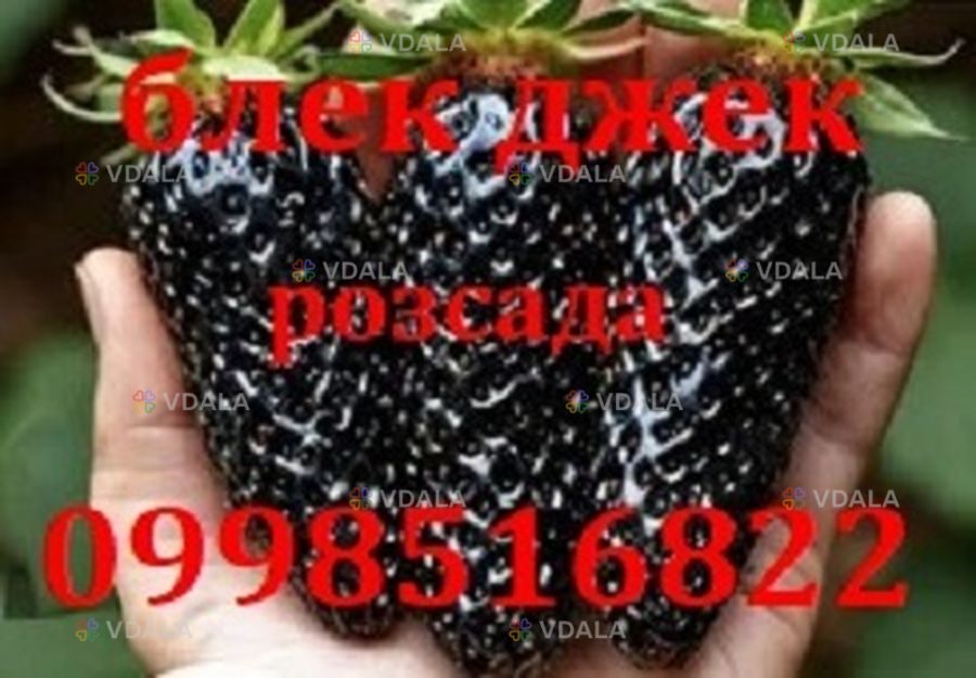 Полуниця сорту Блек джек, ремонтантна(розсада копанка) Полуниця сорту Блек джек, ремонтантна(розсада копанка) - VDALA.PRO
