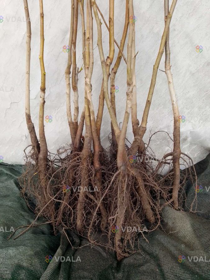 Саджанці та черенки для щеплення горіха Пекан Саджанці та черенки для щеплення горіха Пекан - VDALA.PRO