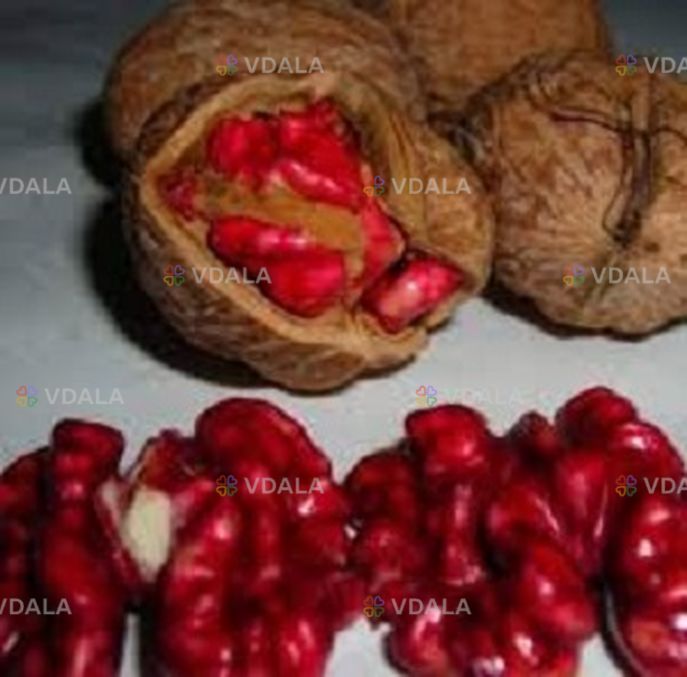 Сажанці та черенки горіха сорту Роберт Лівермор(червоний) Сажанці та черенки горіха сорту Роберт Лівермор(червоний) - VDALA.PRO